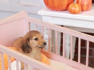 Kaninchen_Dachshund-7399