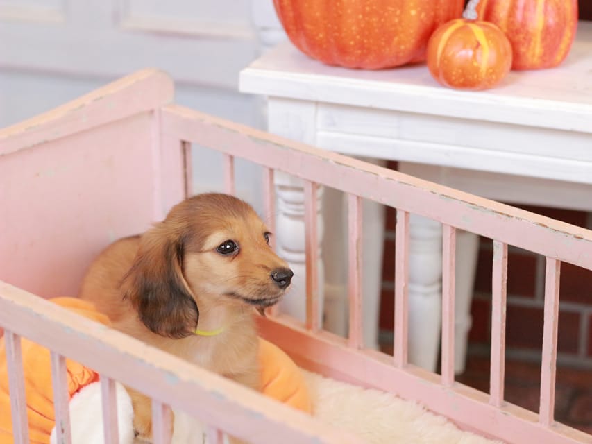 カニンヘン ダックスフンド フルール&パッションの子犬 レディシュイエロー(レディシュクリーム) 女の子Kaninchen_Dachshund-7399 カニンヘン ダックスフンド フルール&パッションの子犬 レディシュイエロー(レディシュクリーム) 女の子
