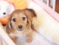 Kaninchen_Dachshund-7401