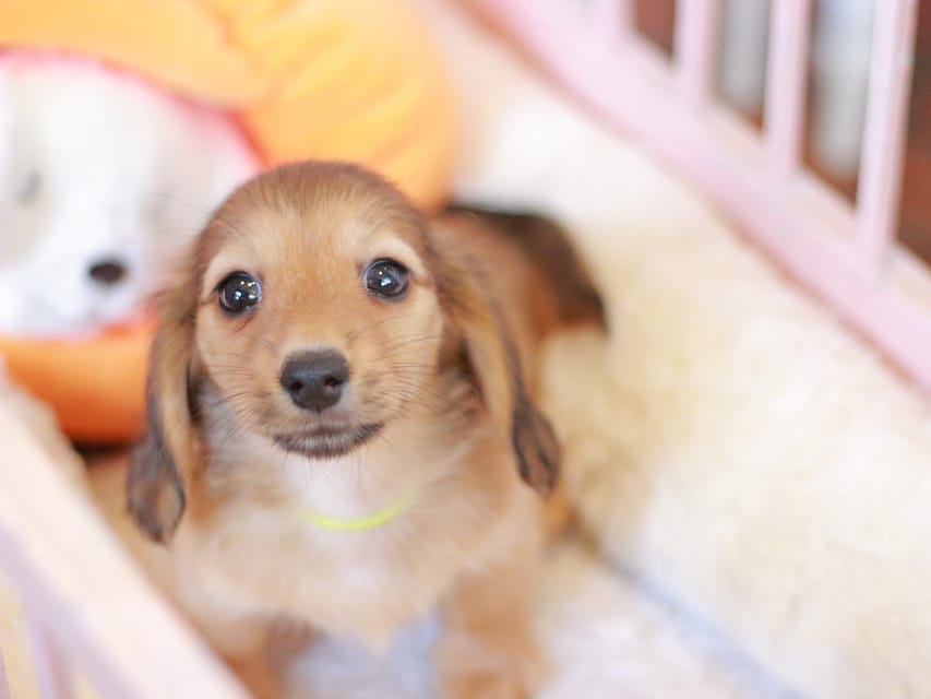 カニンヘン ダックスフンド フルール&パッションの子犬 レディシュイエロー(レディシュクリーム) 女の子Kaninchen_Dachshund-7402 カニンヘン ダックスフンド フルール&パッションの子犬 レディシュイエロー(レディシュクリーム) 女の子