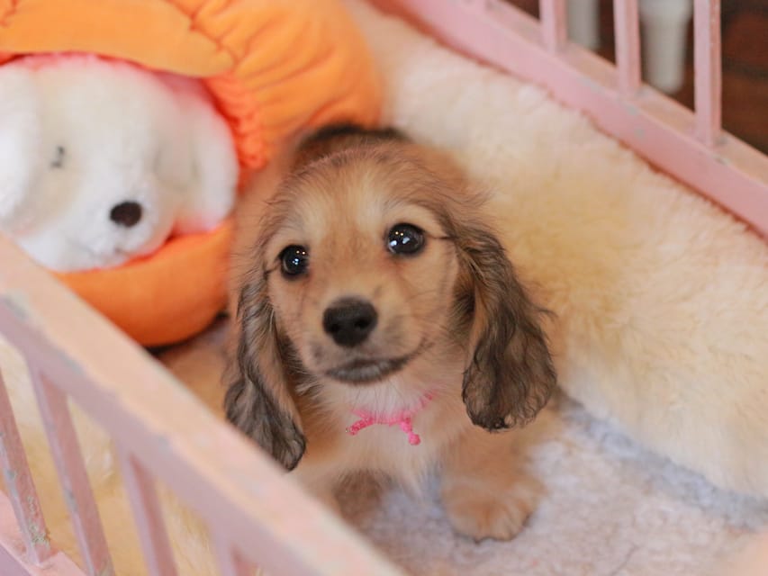 カニンヘン ダックスフンド フルール&パッションの子犬 イエロー(クリーム) 女の子(1)Kaninchen_Dachshund-7406 カニンヘン ダックスフンド フルール&パッションの子犬 イエロー(クリーム) 女の子(1)