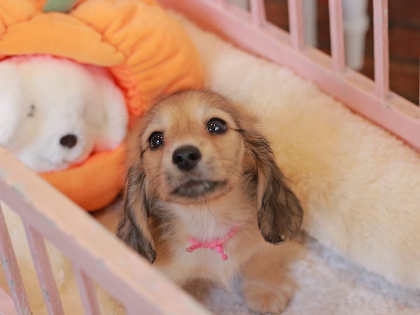 カニンヘン ダックスフンド フルール&パッションの子犬 イエロー(クリーム) 女の子(1)Kaninchen_Dachshund-7407 カニンヘン ダックスフンド フルール&パッションの子犬 イエロー(クリーム) 女の子(1)