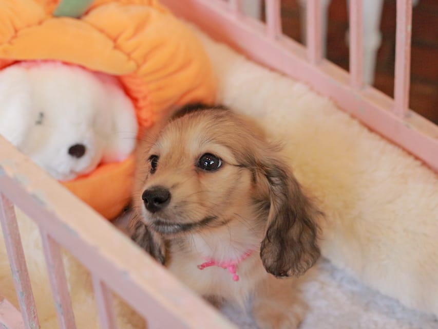 カニンヘン ダックスフンド フルール&パッションの子犬 イエロー(クリーム) 女の子(1)Kaninchen_Dachshund-7408 カニンヘン ダックスフンド フルール&パッションの子犬 イエロー(クリーム) 女の子(1)