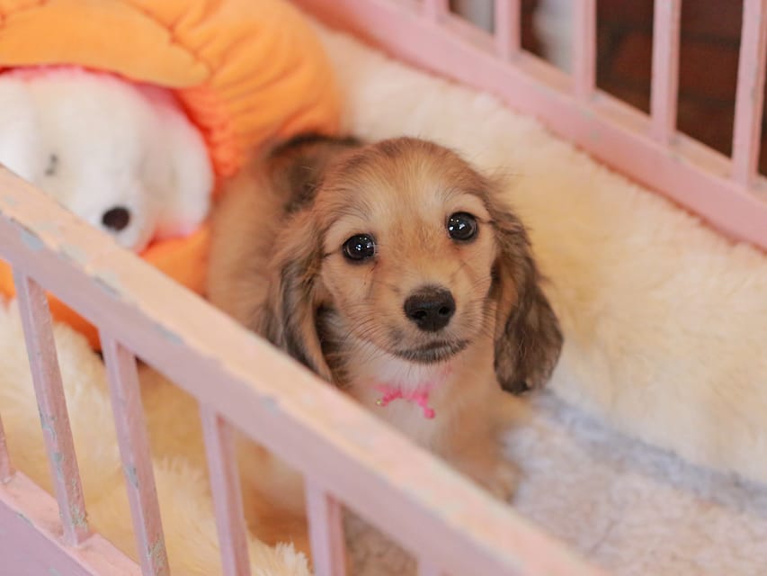 カニンヘン ダックスフンド フルール&パッションの子犬 イエロー(クリーム) 女の子(1)Kaninchen_Dachshund-7410 カニンヘン ダックスフンド フルール&パッションの子犬 イエロー(クリーム) 女の子(1)