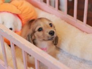 Kaninchen_Dachshund-7412
