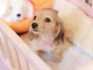 Kaninchen_Dachshund-7422 Kaninchen_Dachshund-7422