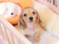 Kaninchen_Dachshund-7426