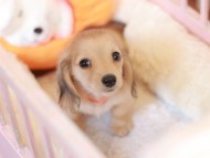 Kaninchen_Dachshund-7427 Kaninchen_Dachshund-7427