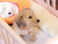 Kaninchen_Dachshund-7429