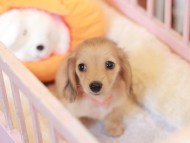 Kaninchen_Dachshund-7430 Kaninchen_Dachshund-7430