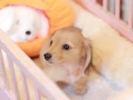 Kaninchen_Dachshund-7431