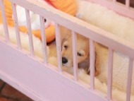 Kaninchen_Dachshund-7434