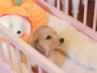 Kaninchen_Dachshund-7436