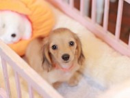 Kaninchen_Dachshund-7438