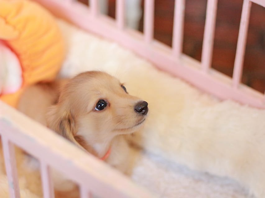 カニンヘン ダックスフンド フルール&パッションの子犬 イエロー（クリーム） 女の子（2）