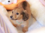 Kaninchen_Dachshund-7462