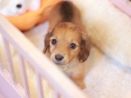 Kaninchen_Dachshund-7466