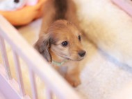 Kaninchen_Dachshund-7468