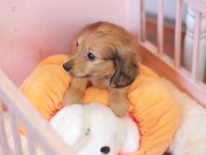 Kaninchen_Dachshund-7470