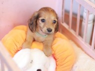Kaninchen_Dachshund-7472