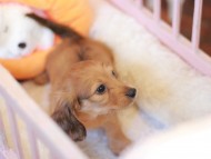Kaninchen_Dachshund-7488 Kaninchen_Dachshund-7488