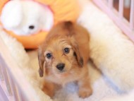 Kaninchen_Dachshund-7499