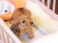 Kaninchen_Dachshund-7500