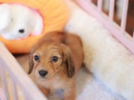 Kaninchen_Dachshund-7502