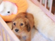 Kaninchen_Dachshund-7503