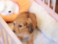 Kaninchen_Dachshund-7504