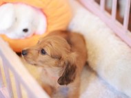 Kaninchen_Dachshund-7505 Kaninchen_Dachshund-7505