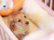 Kaninchen_Dachshund-7519 Kaninchen_Dachshund-7519