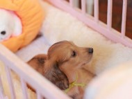 Kaninchen_Dachshund-7529 Kaninchen_Dachshund-7529