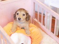 Kaninchen_Dachshund-7540