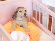 Kaninchen_Dachshund-7541