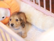 Kaninchen_Dachshund-7543