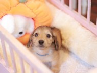 Kaninchen_Dachshund-7544