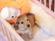 Kaninchen_Dachshund-7546