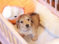 Kaninchen_Dachshund-7549