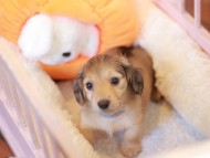Kaninchen_Dachshund-7553