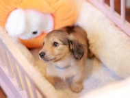 Kaninchen_Dachshund-7554