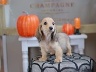 Kaninchen_Dachshund-7877