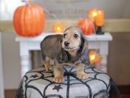 Kaninchen_Dachshund-7946