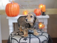 Kaninchen_Dachshund-7947
