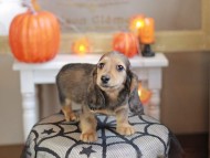 Kaninchen_Dachshund-7953