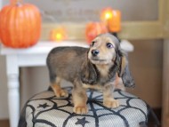 Kaninchen_Dachshund-7958