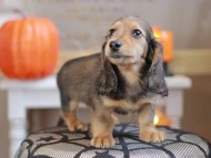 Kaninchen_Dachshund-7963