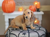 Kaninchen_Dachshund-7988