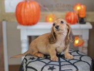 Kaninchen_Dachshund-7994