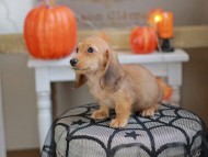 Kaninchen_Dachshund-8012